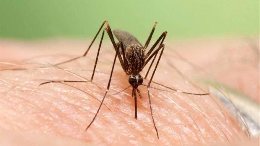Trucos mosquitos: El sencillo secreto para que ni mosquitos, ni moscas te  molesten este verano en casa
