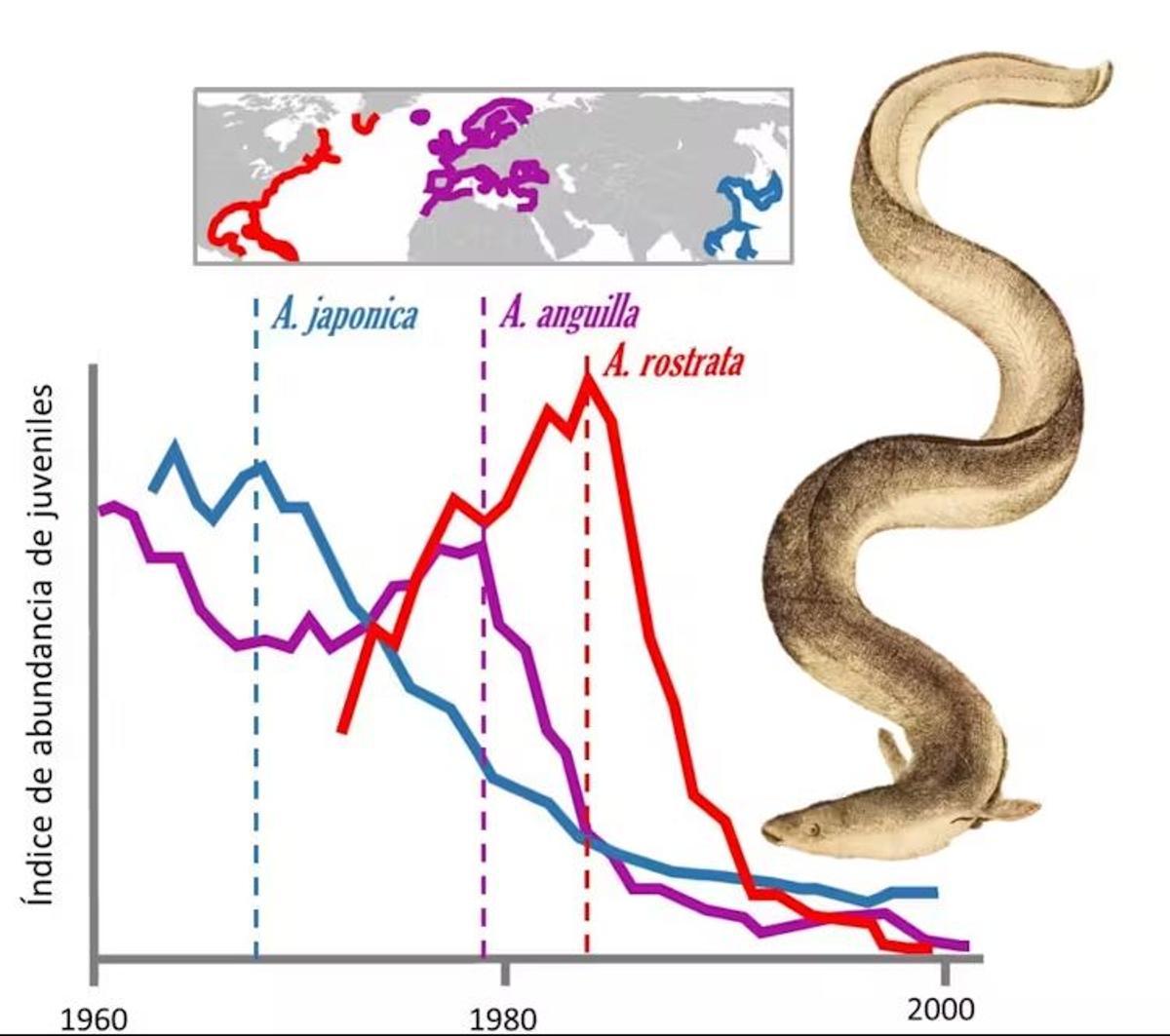 Evolución 1960 2000 de un índice de abundancia de juveniles de las tres especies de anguilas mas explotadas y amenazadas japonesa