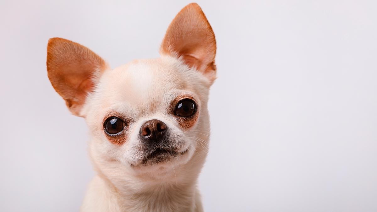 Chihuahua.