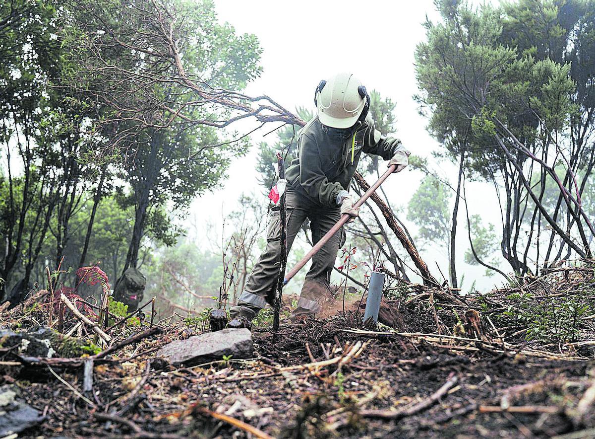 Trabajos de limpieza en un campo.