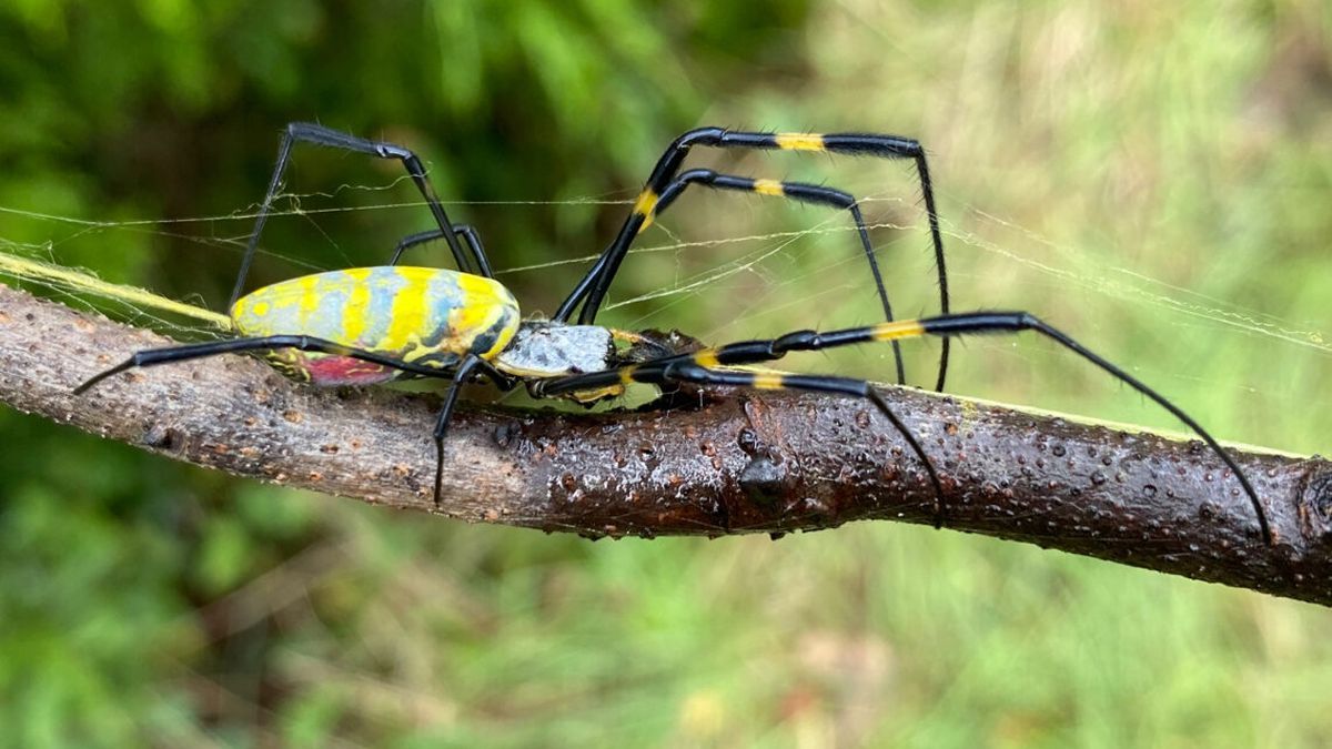Esta terrorífica araña podría estar extendiéndose por todo el mundo
