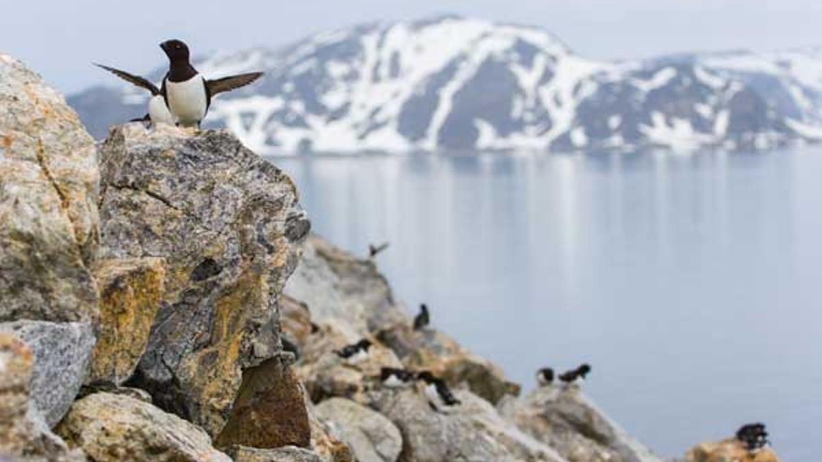 Svalbard: minas, galciares y ciudades en la tierra de los osos polares