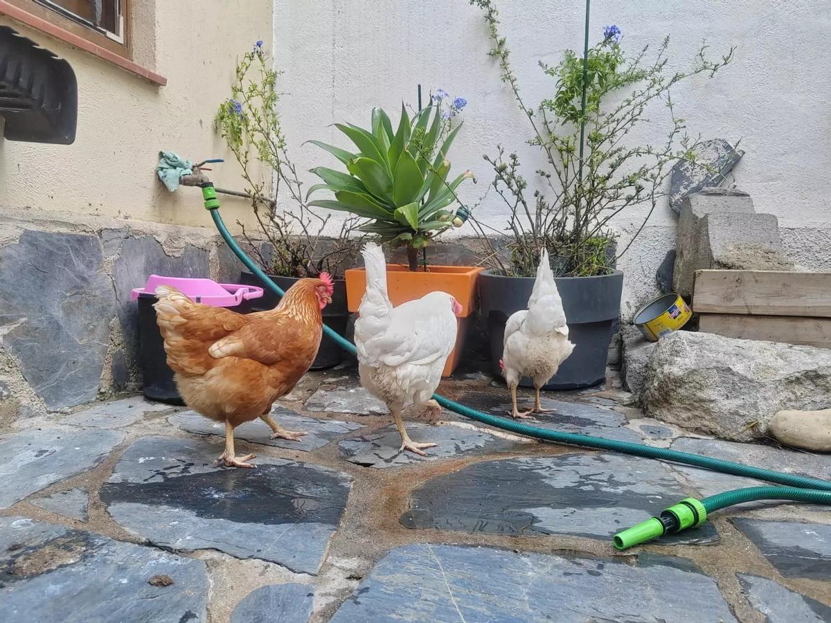 Mònica Gascón debe llevar un procedimiento que califica "desproporcionado" para registrar las gallinas.