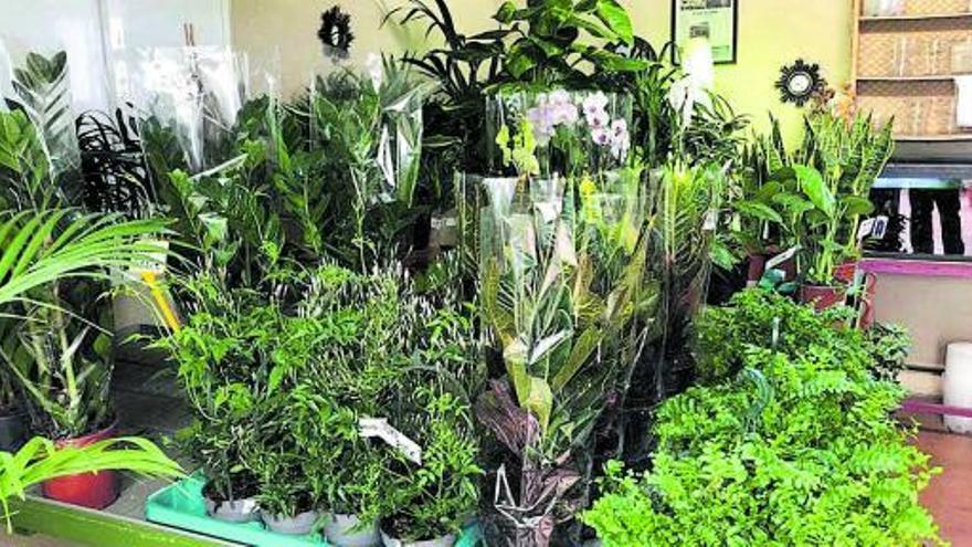 Plantas de interior en Viveros La Pérgola. | Cedida por la empresa