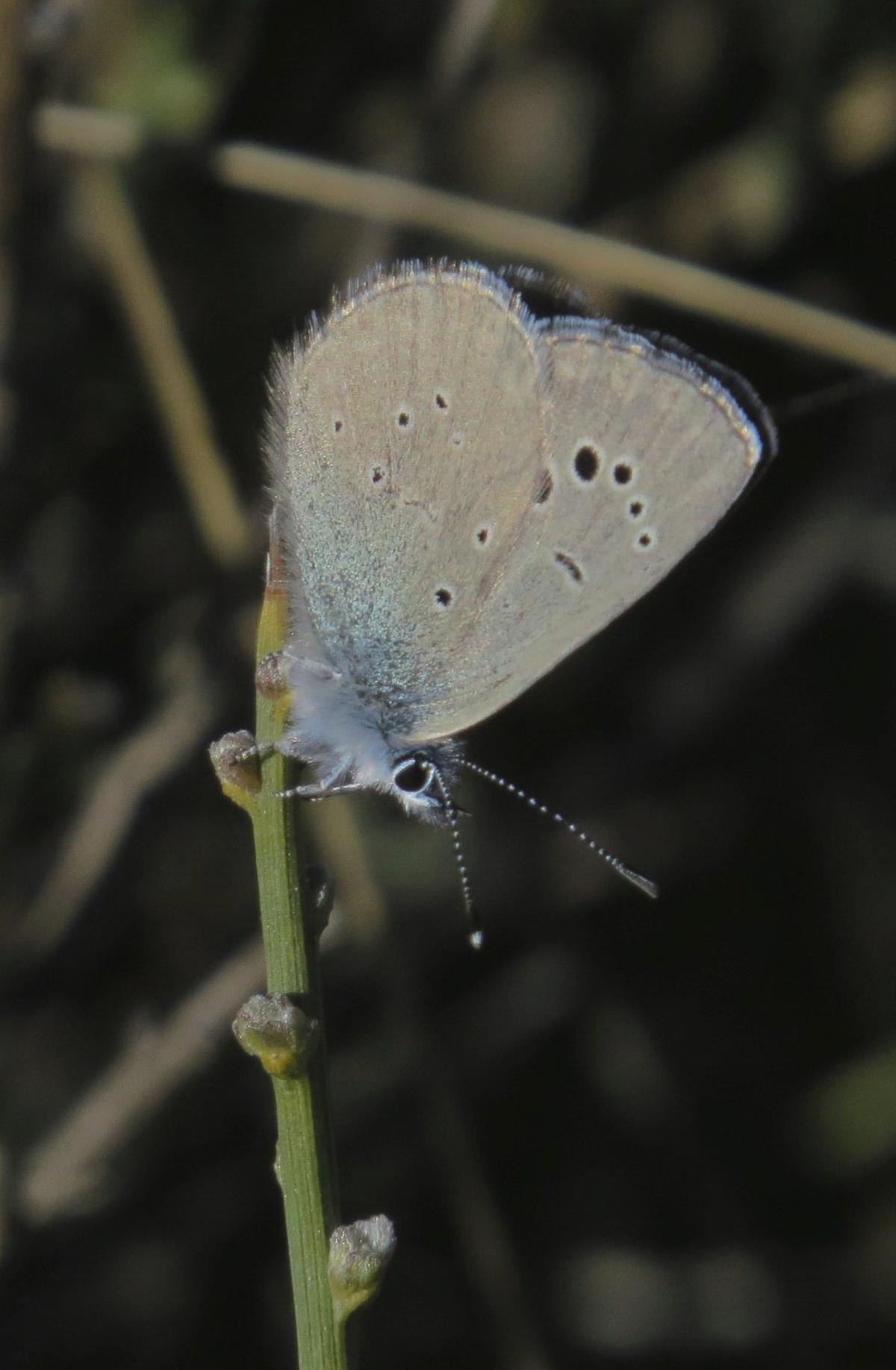 Escamas azules, la pequeña mariposa de los escobales zamoranos