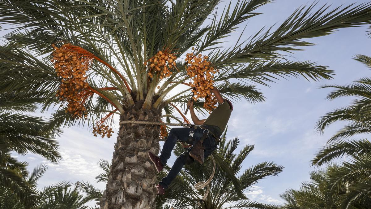 Una palmera con dátiles en Elche