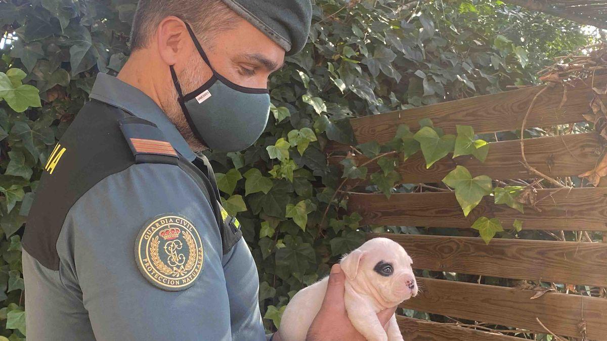 Un guardia civil, con uno de los perros hallados en la finca.