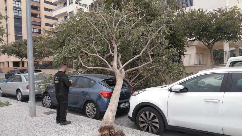 El viento tira un árbol sobre unos coches aparcados en el PAU 1