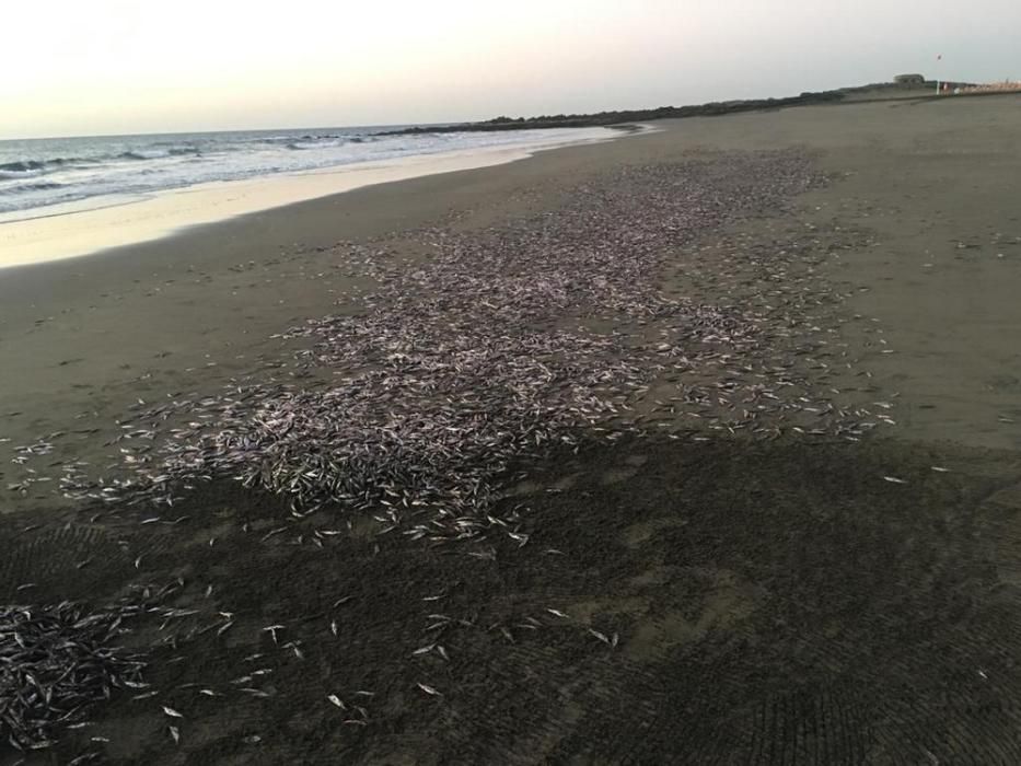 Retiran 800 kilos de peces muertos en Las Burras