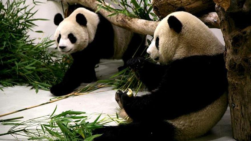 Imagen cedida por el gobierno de la ciudad de Taipei que muestra a los pandas gigantes Tuan Tuan y Yuan Yuan que han sido regalados por China a Taiwan y que descansan en el Zoo de Taipei, Taiwán. Los pandas que hacen su aparición pública un mes después de su llegada reactivarán la economía del zoo.