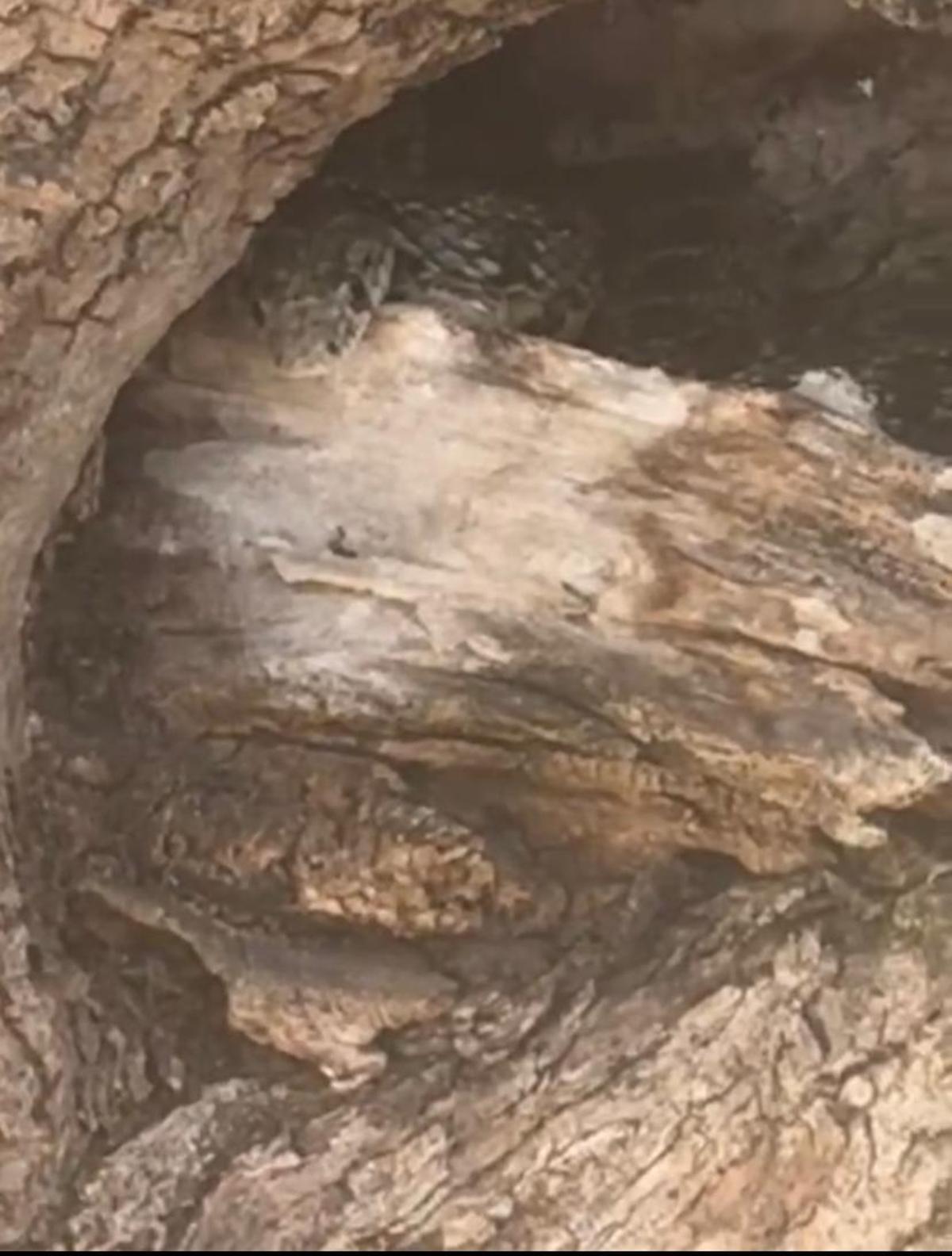 La serpiente, escondida en el hueco del olivo.