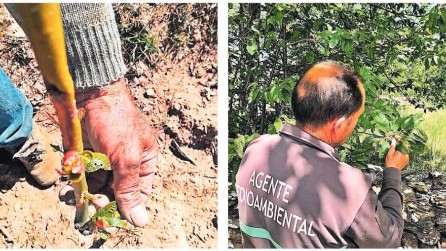 Inspección de varias de las plantas infectadas.