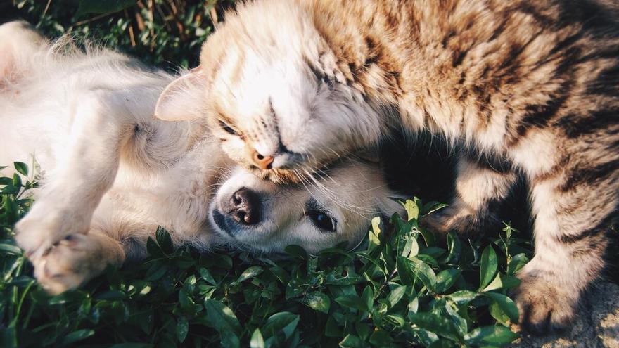 Perro o gato: ¿qué es más caro de mantener?