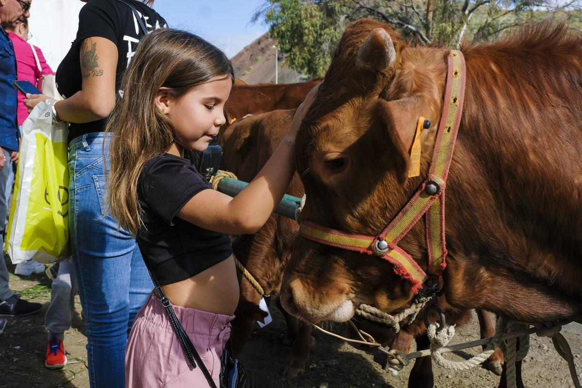 Una niña acaricia a una vaca durante la feria de ganado de las fiestas de Jinámar