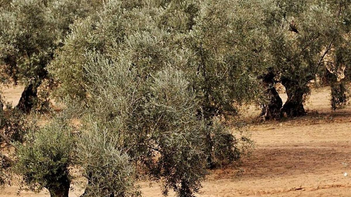 Vista de un olivar de la provincia.