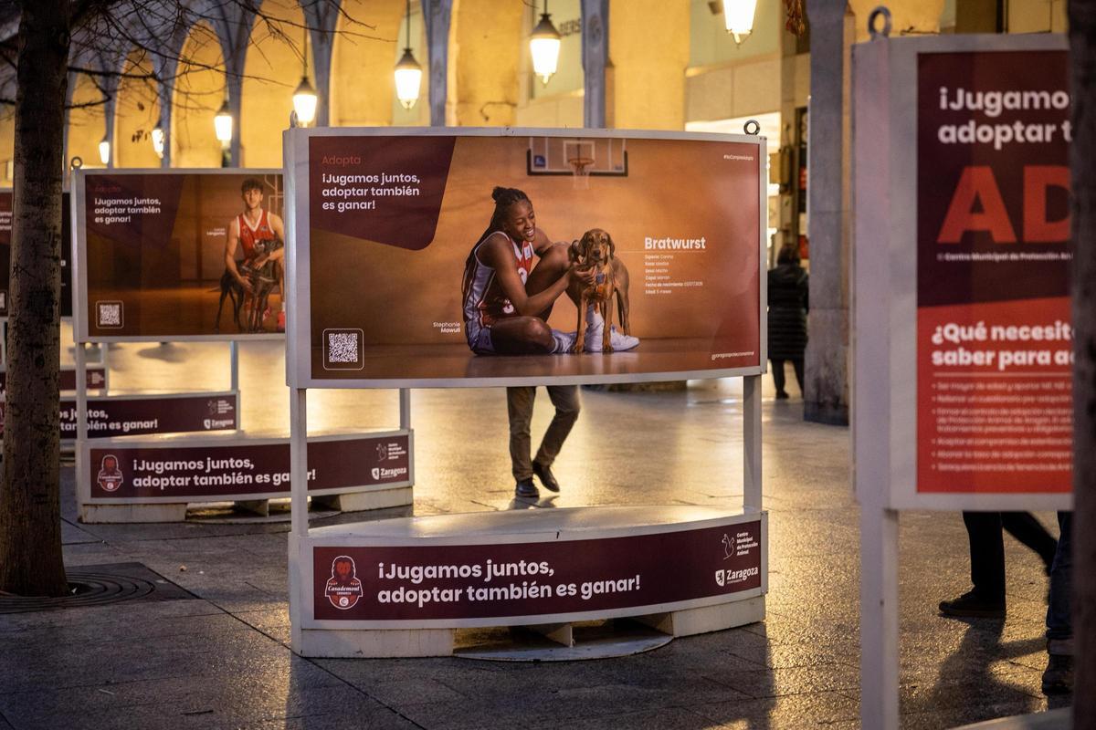La nueva campaña del Casademont Zaragoza. La nueva campaña del Casademont Zaragoza.