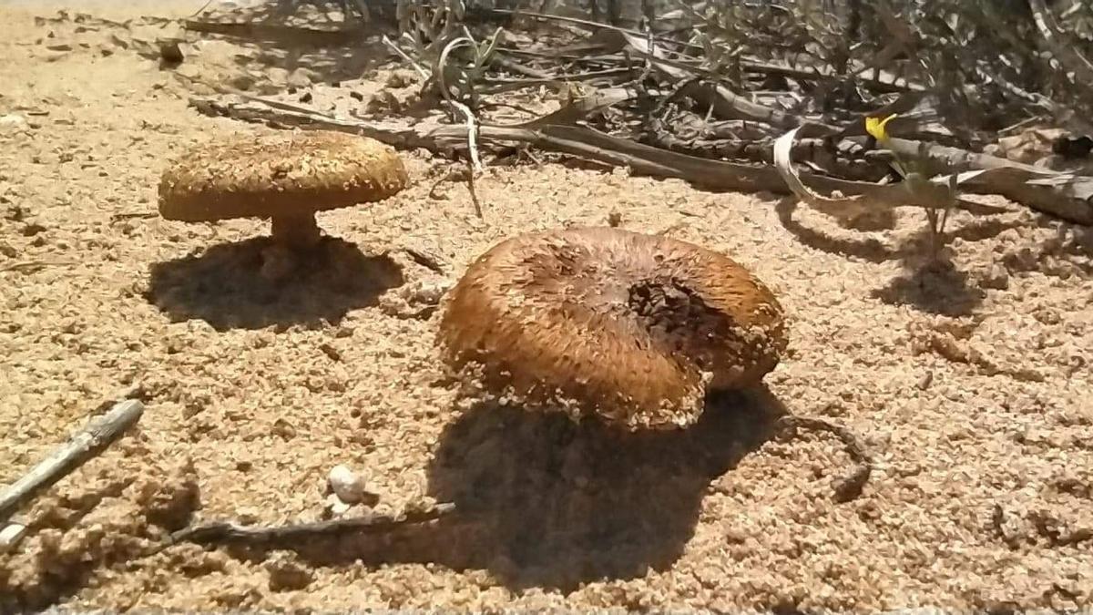 Brotan setas en las dunas de El Altet, en Elche.