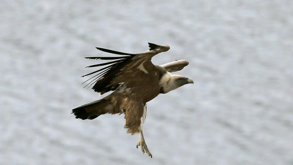 Voitre leonado.