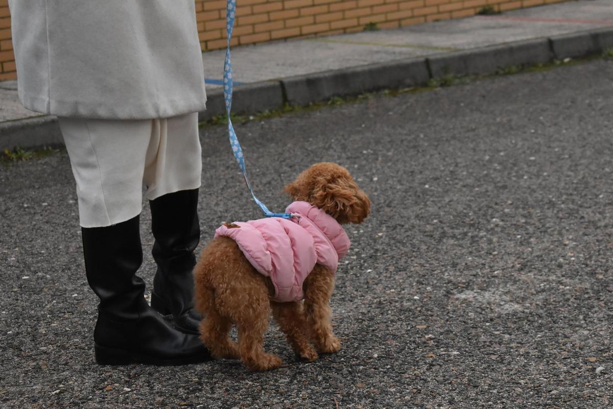 Fotogalería | Así ha sido la celebración de San Antón en el colegio San Antonio de Cáceres