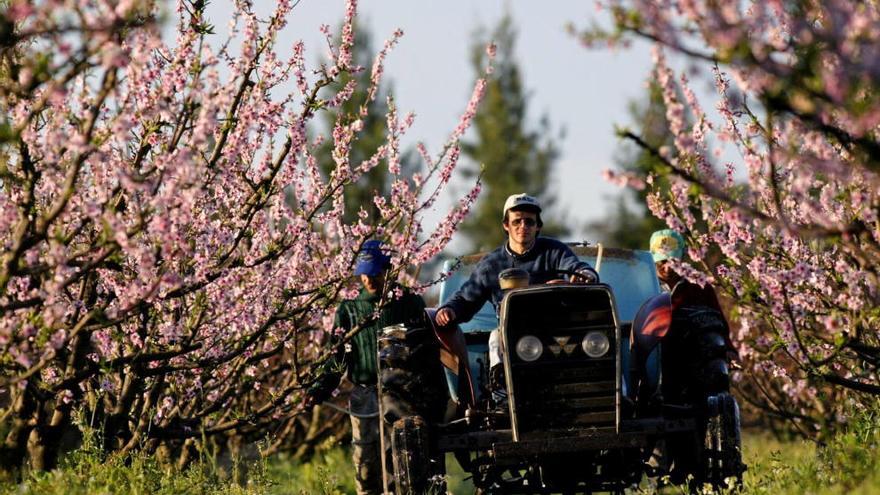 Un tractor labra una plantación de árboles frutales