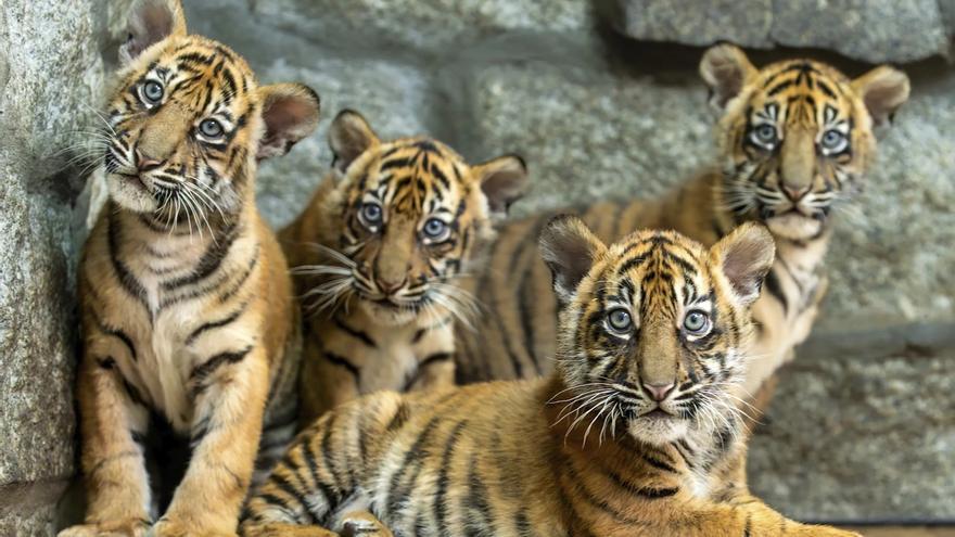 Nacen en cautividad cuatro cachorros de tigre de Sumatra, especie en peligro crítico de extinción