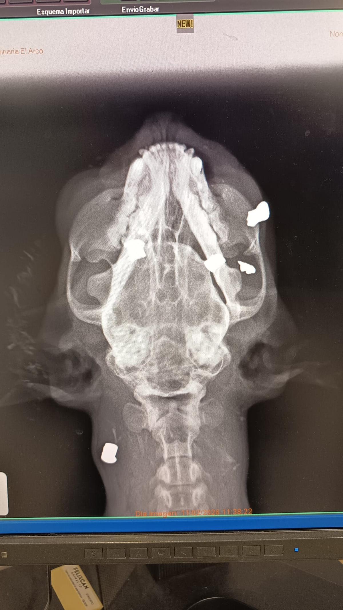 Radiografía donde se aprecian los perdigones dentro del cuerpo de la gata.