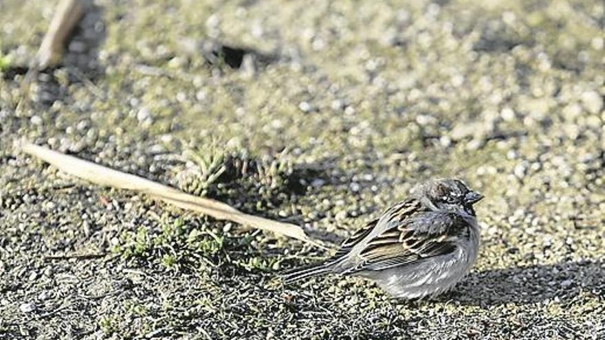 Territorio de las aves