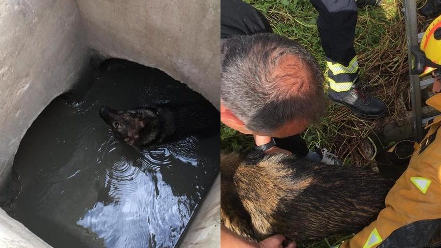 El perro en el interior de la acequia, a la izquierda/ A la derecha, ya rescatado por los bomberos