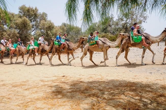 Reportaje excursiones con camellos en las Dunas ...