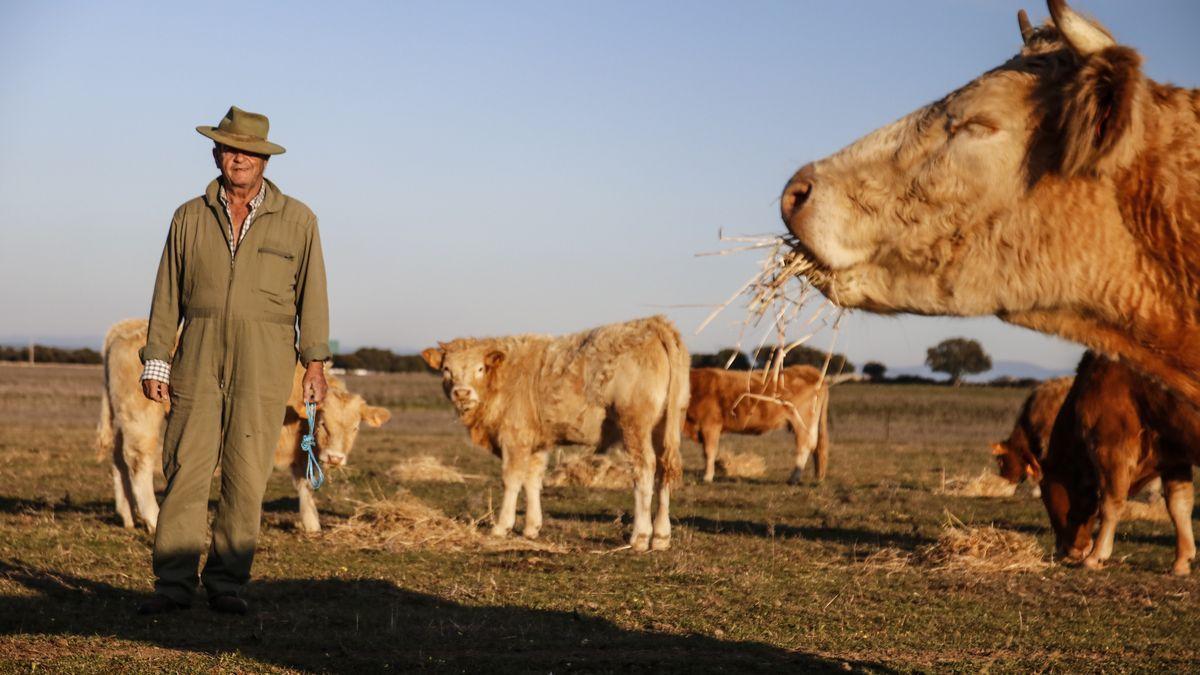 Un ganadero con sus vacas.