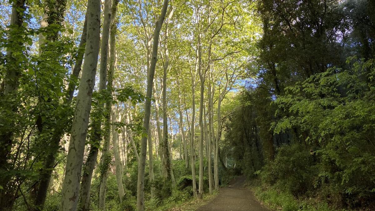 Ruta de Riera de Cànoves en el Baix Montseny.