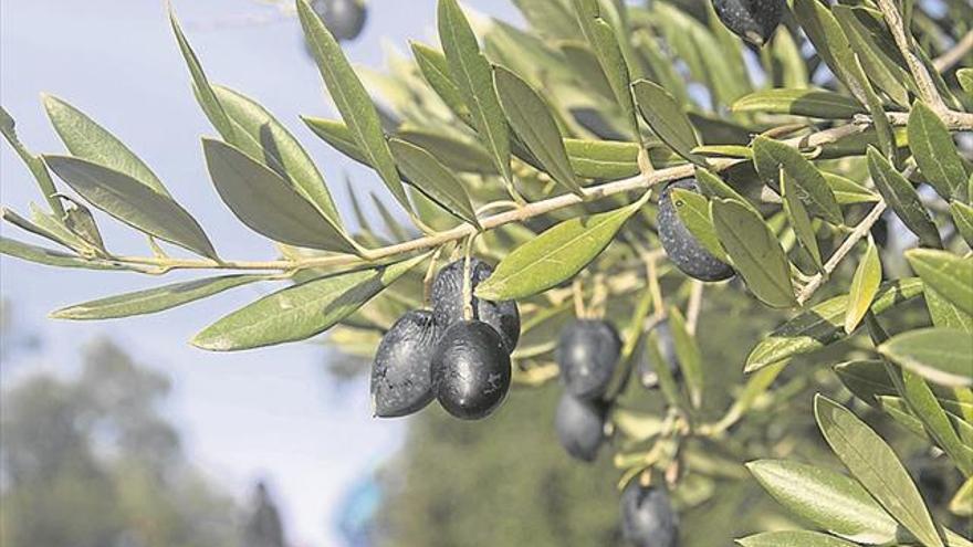 Un foro sobre el olivar analiza las nuevas tendencias de este cultivo en Olivenza