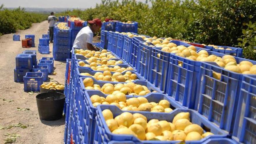 La finca de Fabregat produce 2,5 millones de kilos de limón al año.