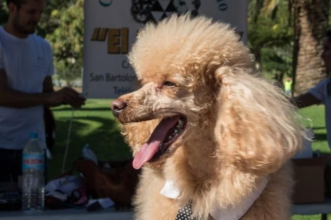 Feria de Mascotas de Maspalomas 2016