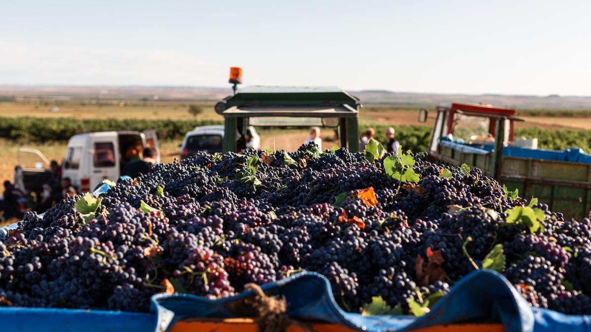 Bodem posee 12,5 hectáreas de viñedos en propiedad y 112 hectáreas de viñedos de familias viticultoras de la Comarca de Valdejalón