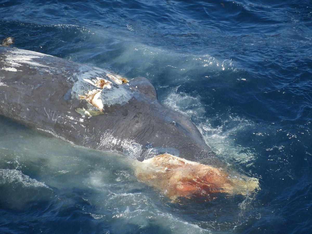 The Harrowing Images of a Headless Sperm Whale on the Shores of Tenerife