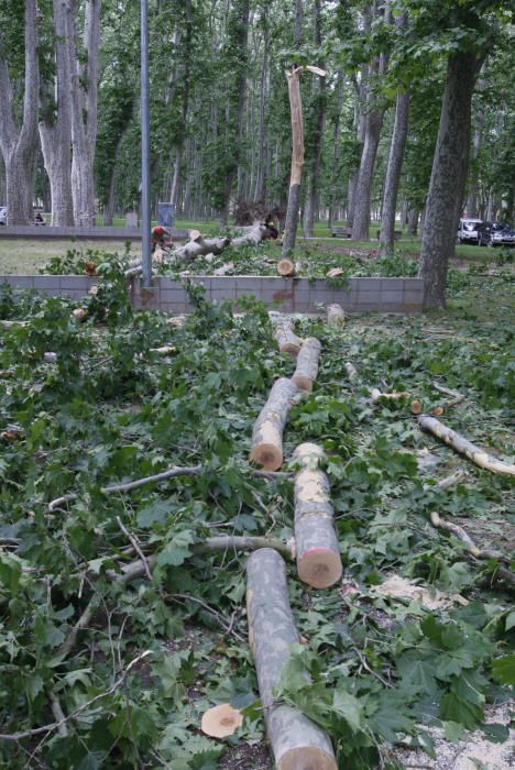 Cau un plàtan de 62 metres al parc de la Devesa