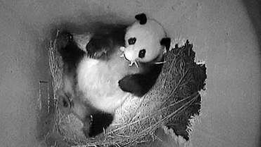 El panda «Yang Yang» sostiene a su nueva cría en la boca.