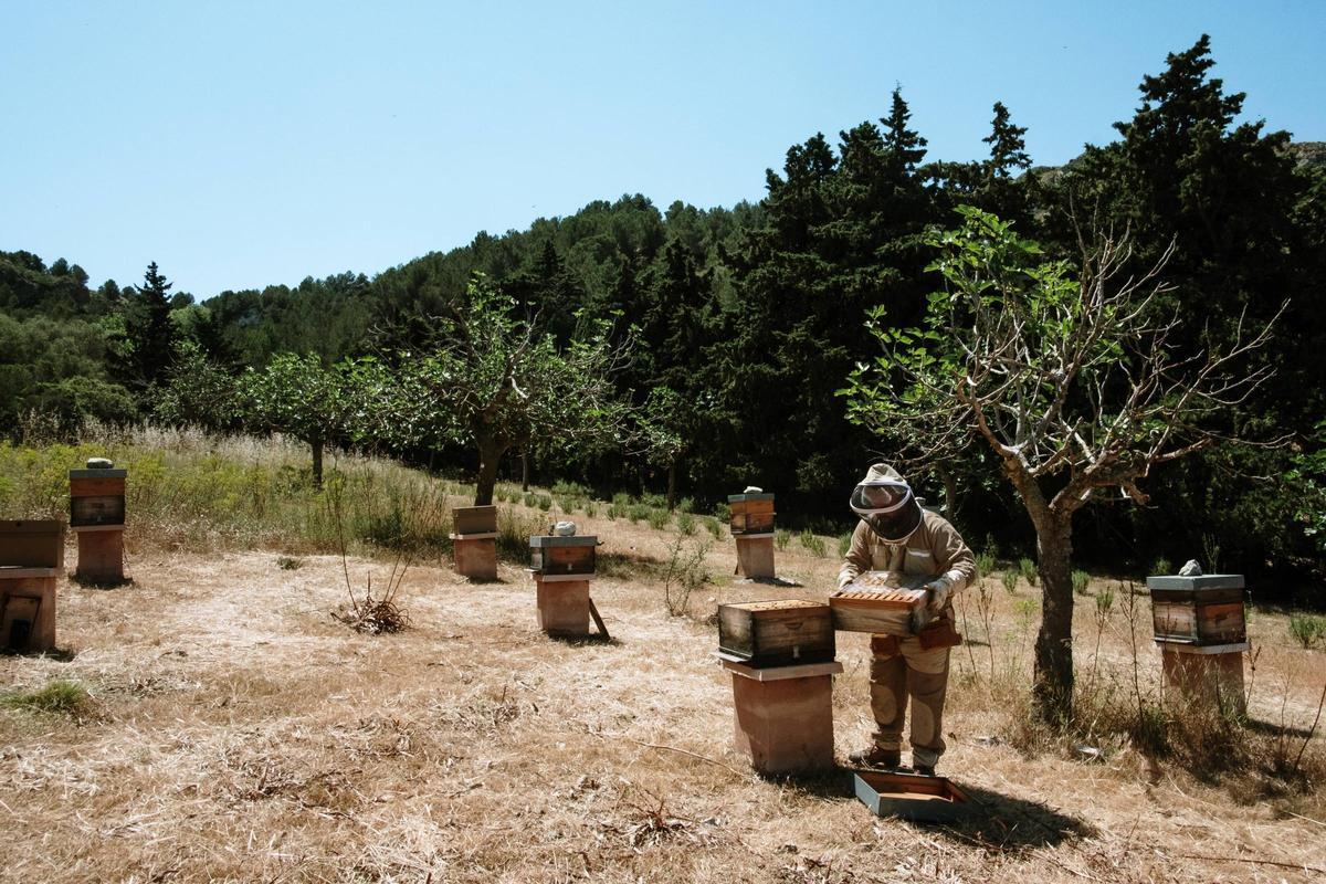 Jaume Tous trabaja con las abejas.
