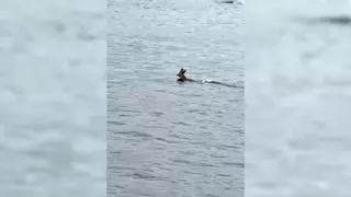 La incierta travesía a nado de un corzo en Cabo Udra
