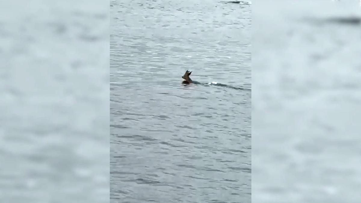 Marineros de Bueu graban a un corzo nadando en Cabo Udra