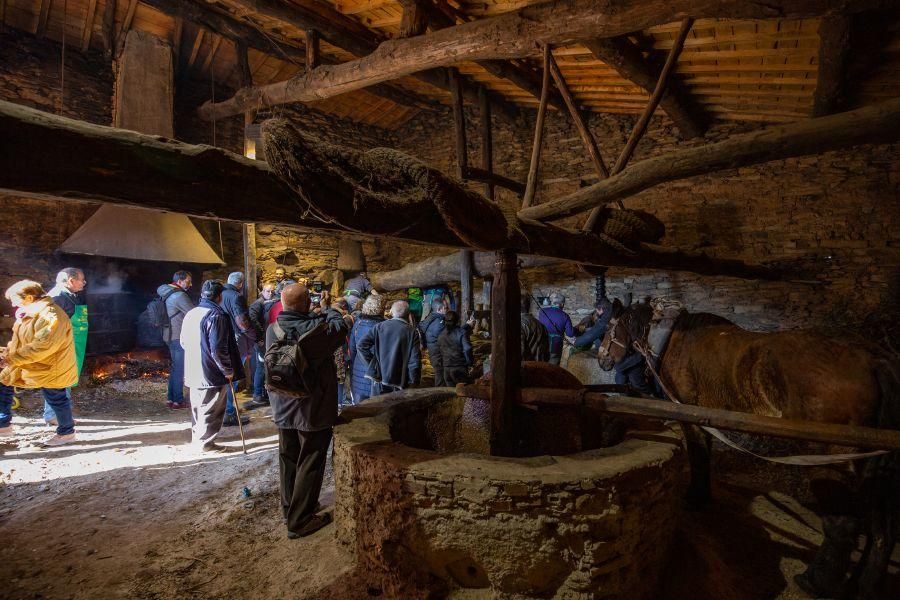 Elaboración de aceite en el molino de Latedo