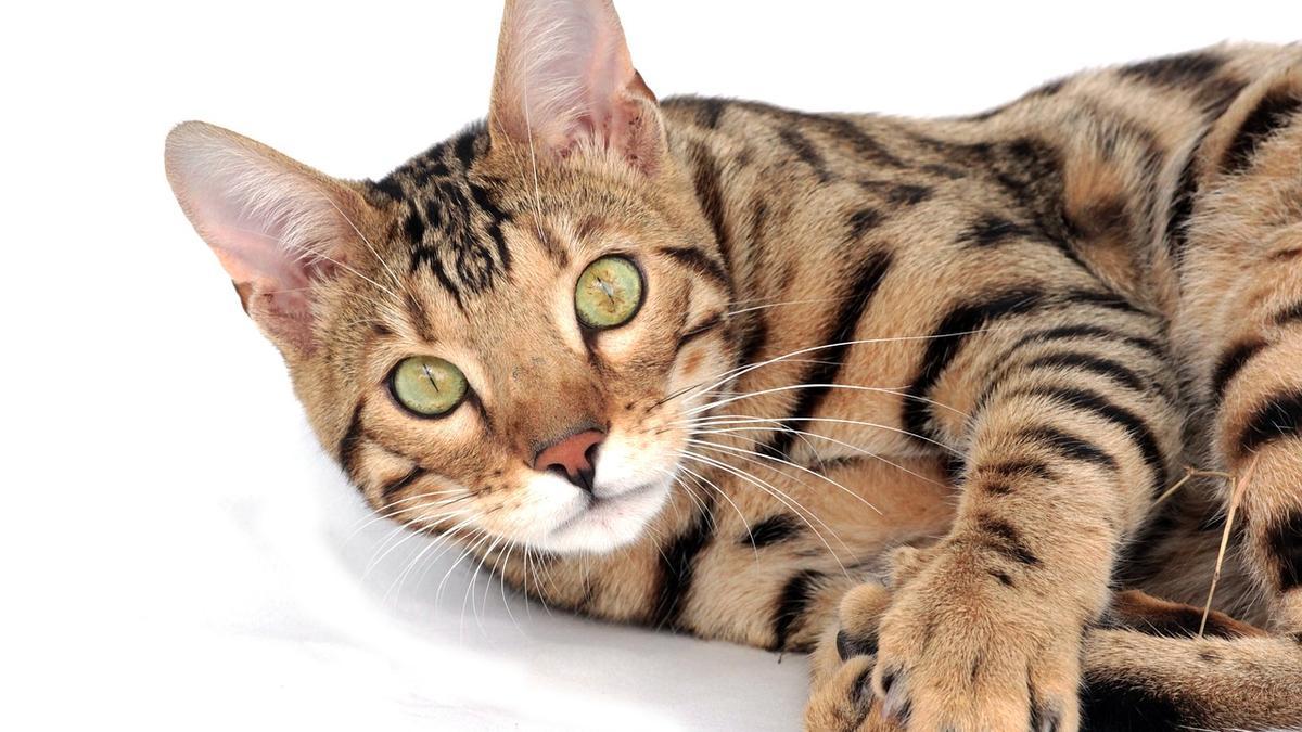 Gatos: Las 5 razas más agresivas y ariscas del mundo
