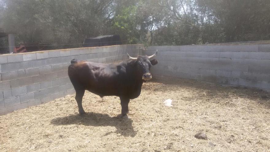 El buey que protagonizarÃ¡ el correbou de este aÃ±o se llama &#039;Rap&#039;.