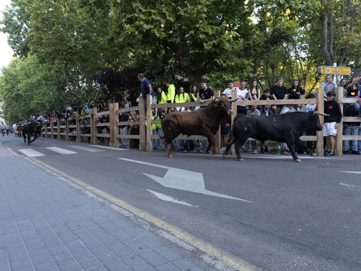 I Encierro tradiconal urbano de novillos, San Agustín Toro 2026