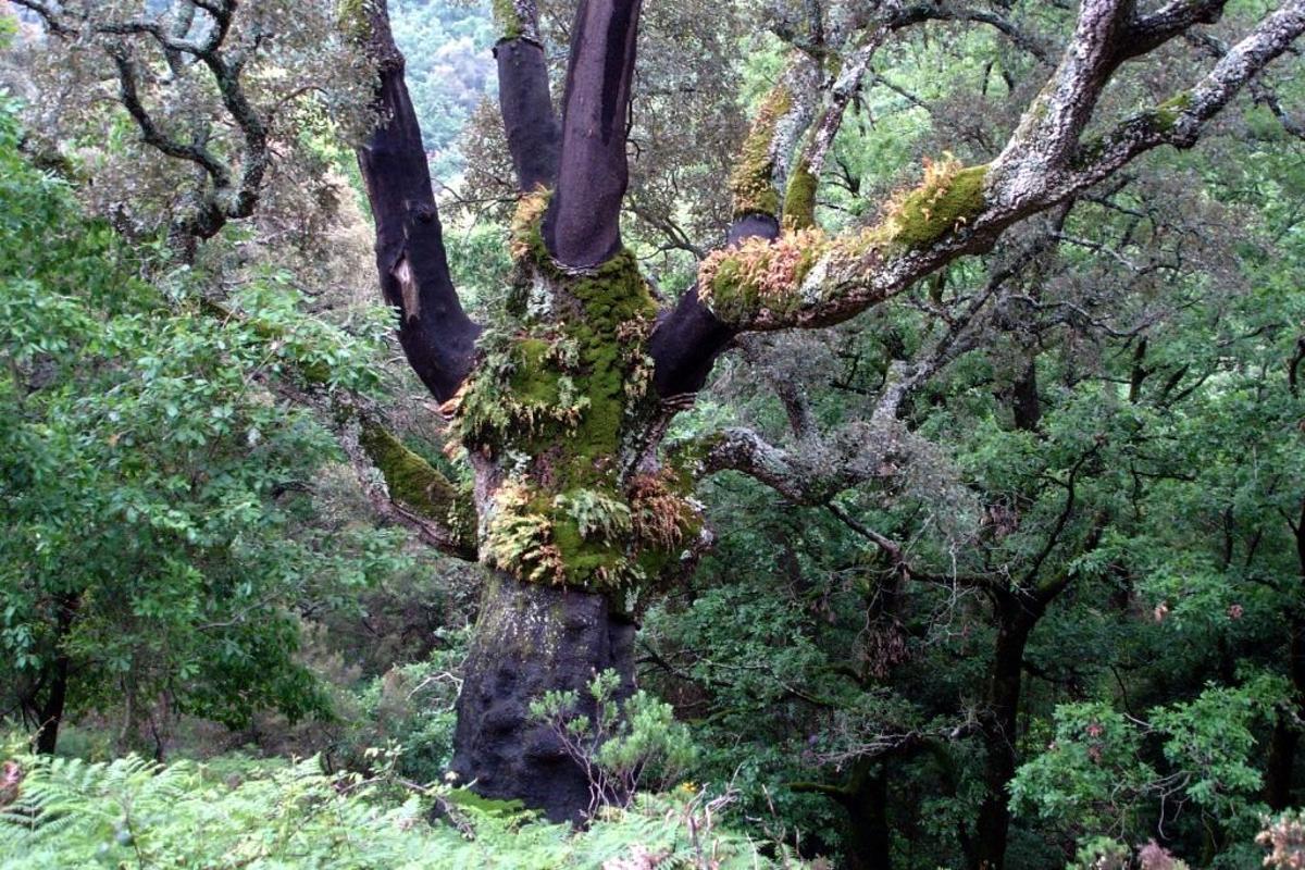 Bosque de La Sauceda, el paraje natural en el que se pueden ver ciervos y buitres entre alcornoques