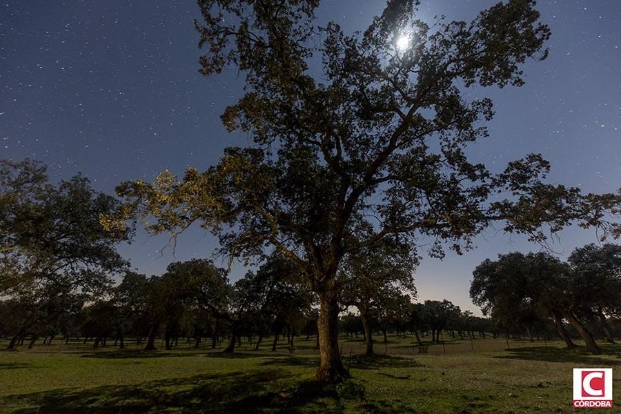 Los Pedroches, el cielos de las mil estrelas.