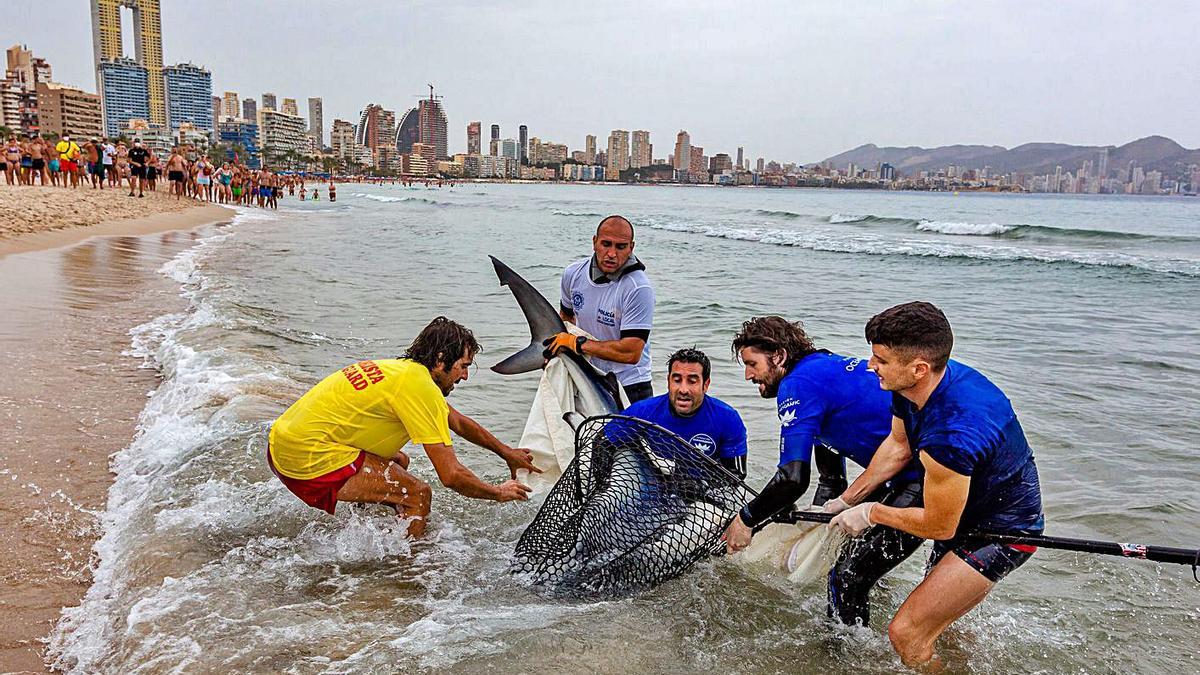 Momento de la captura de la tintorera para llevarla mar adentro. | DAVID REVENGA