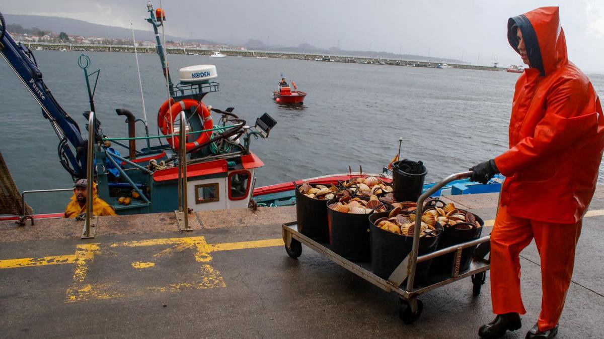 La descarga de la vieira en el muelle.  |  //  IÑAKI ABELLA