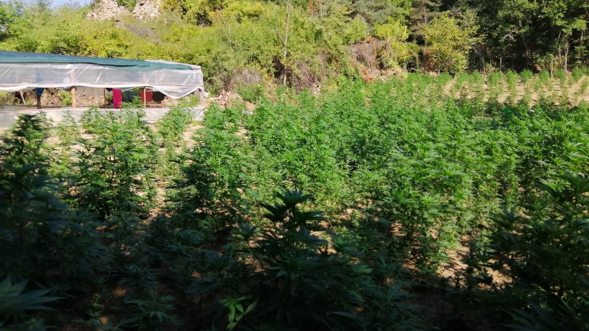 Imatge de la plantació de marihuana oculta en una zona de bosc de Guixers